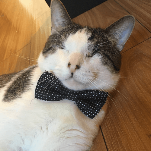 melvin
