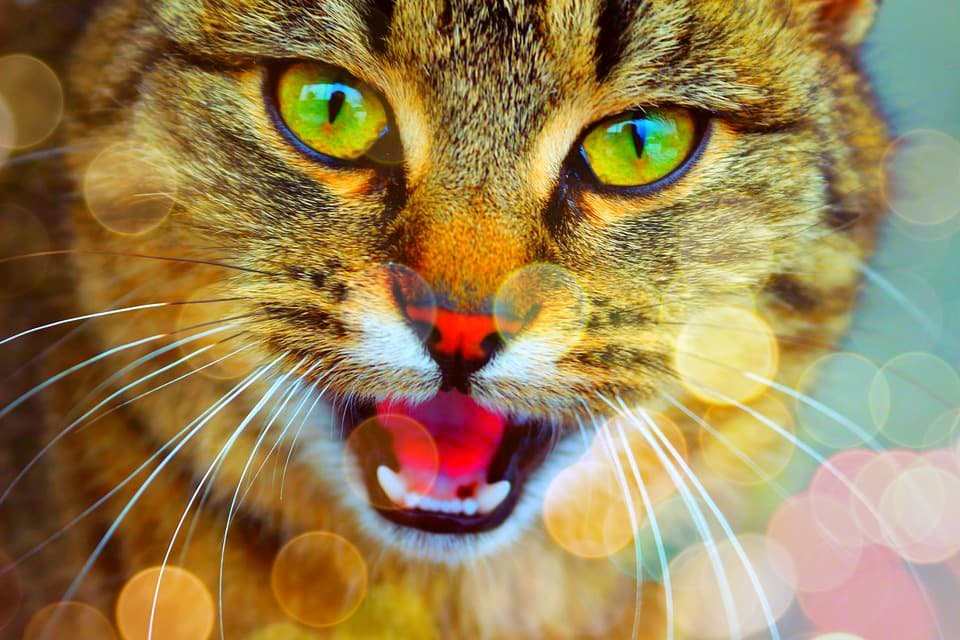 cats friday feeling feature