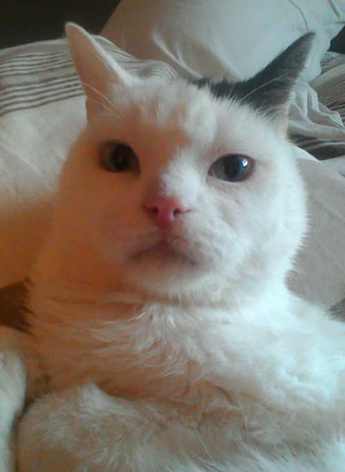toby
