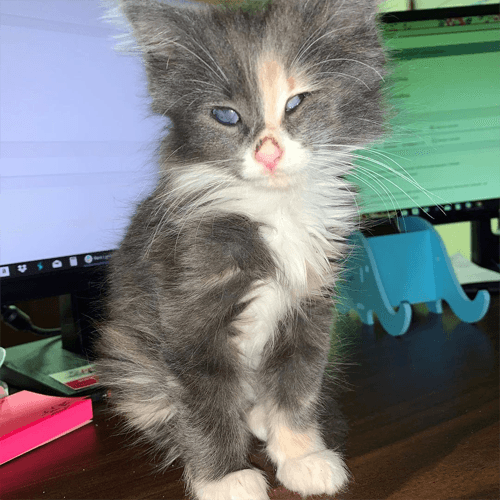 callie