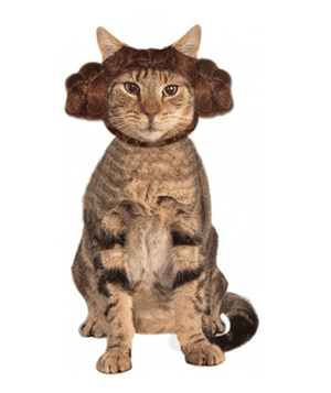 catcostume