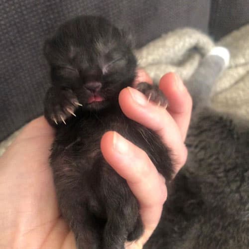Paw1