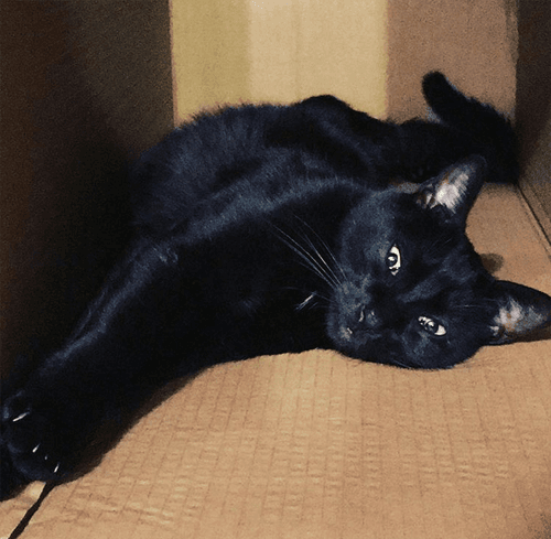 sammy