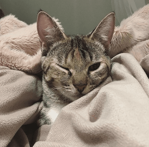 koshka