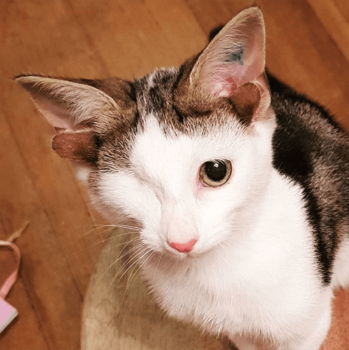 frankie