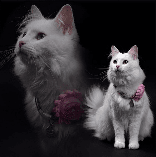 khaleesi