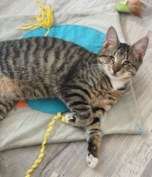 LouieCat7