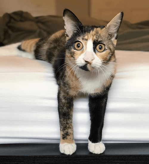 cleo