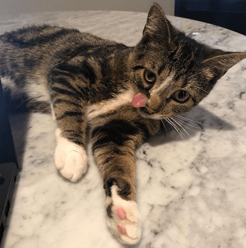 figaro