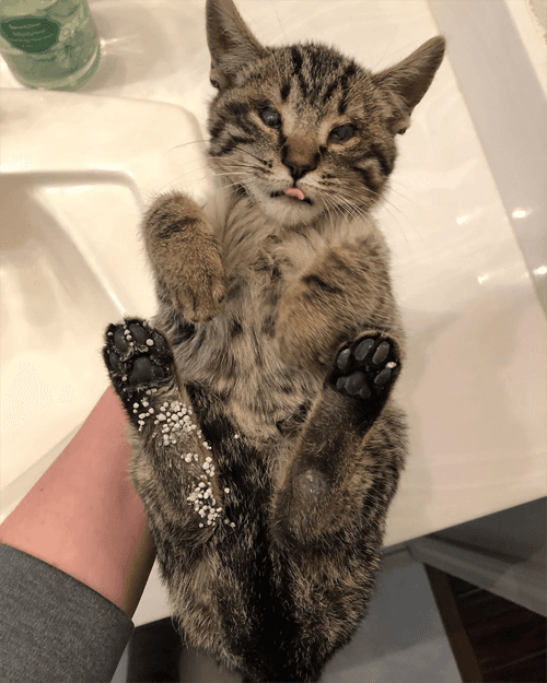 niko