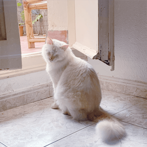 Falkor6
