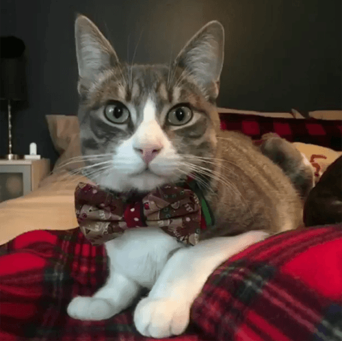 indy