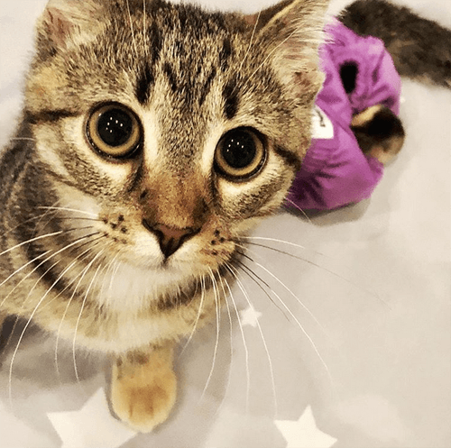 pj