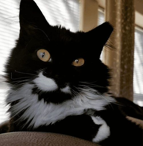 tippy