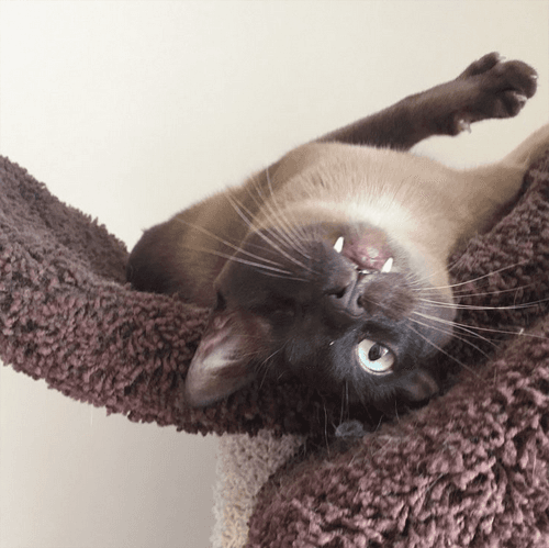 milo
