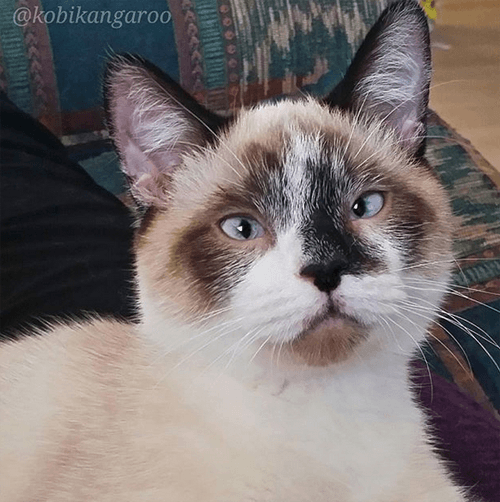 kobi