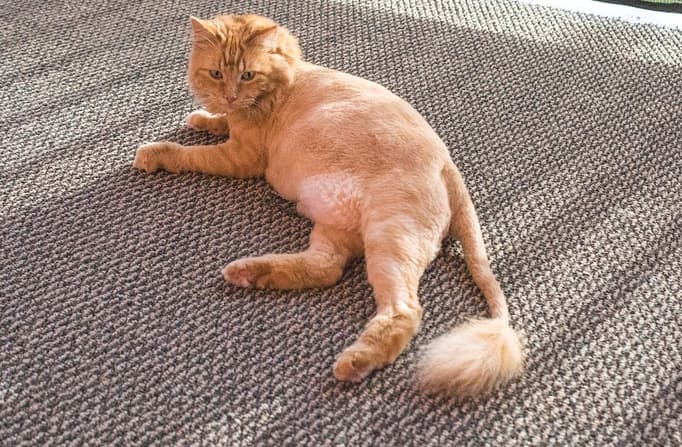 lioncatskittensfeature