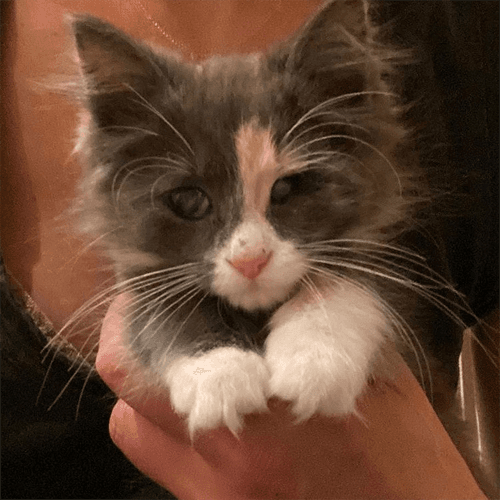 callie