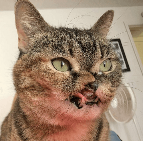petunia