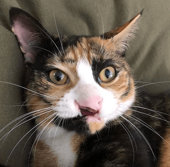 cleofeature
