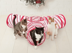 cathouse