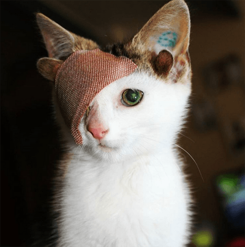 frankie
