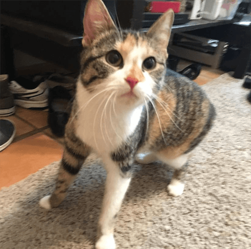 penny