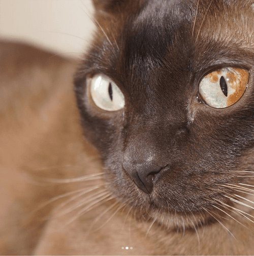 milo