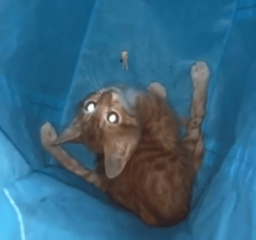 simba
