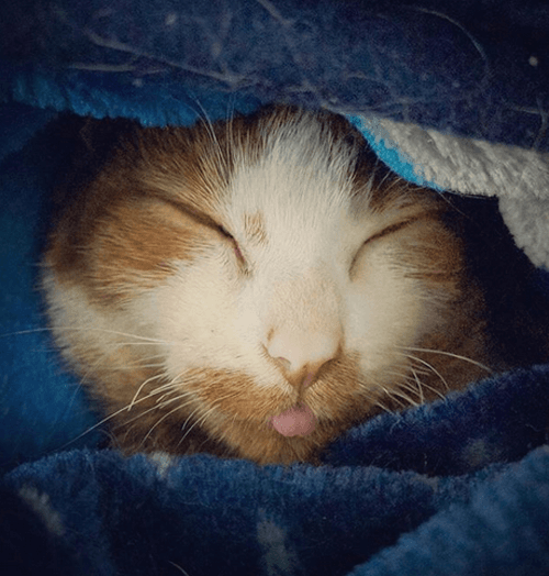 ronan