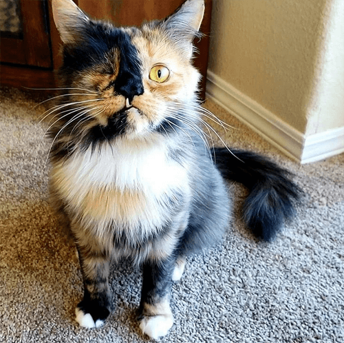 gretta