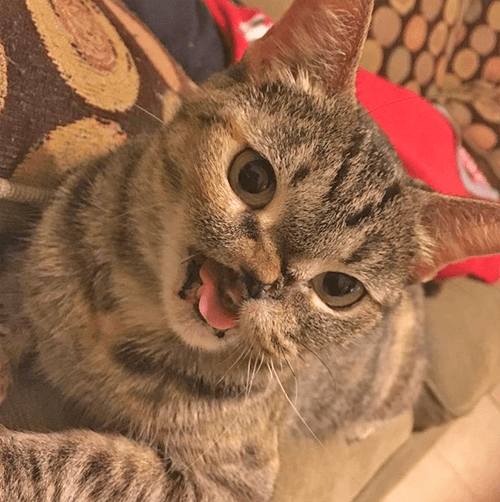 petunia