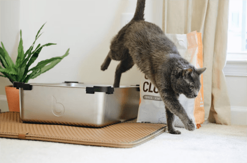 catlitter