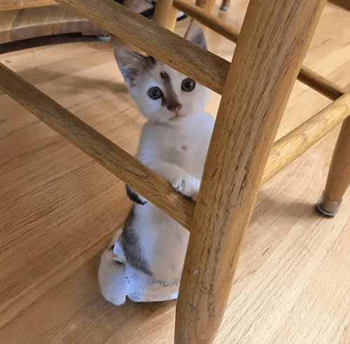 domino