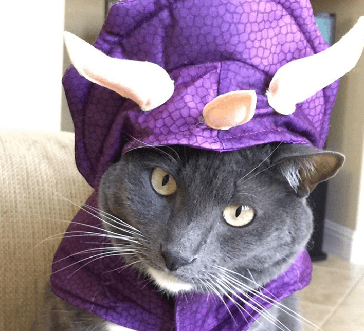 special gracie cat feature