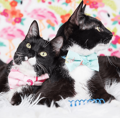 tuxies