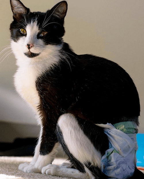 figaro