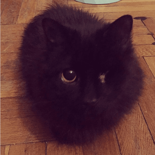 bosco