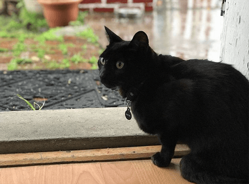 sammy
