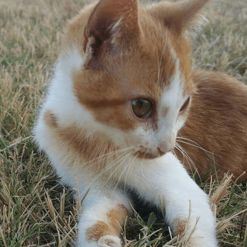 ronan