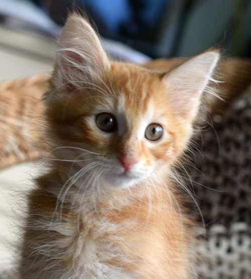 ginger girl cats feature