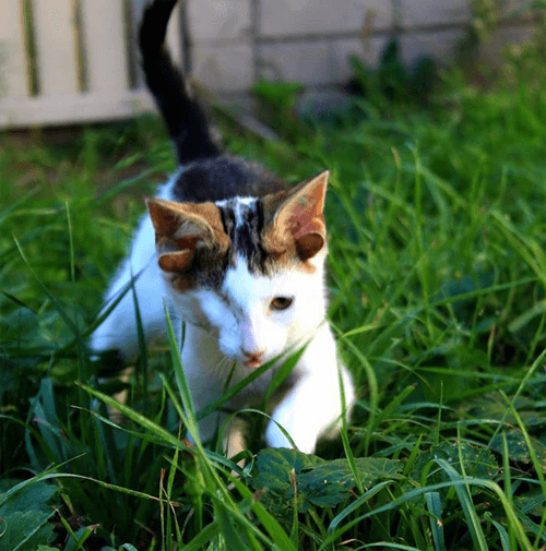 frankie
