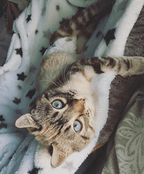 roo