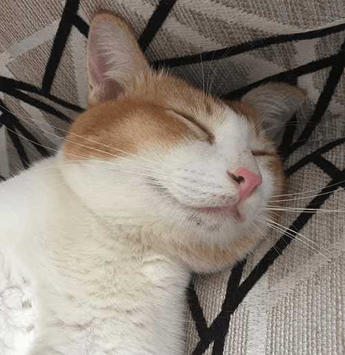 happycat