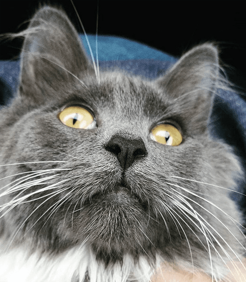 sybil
