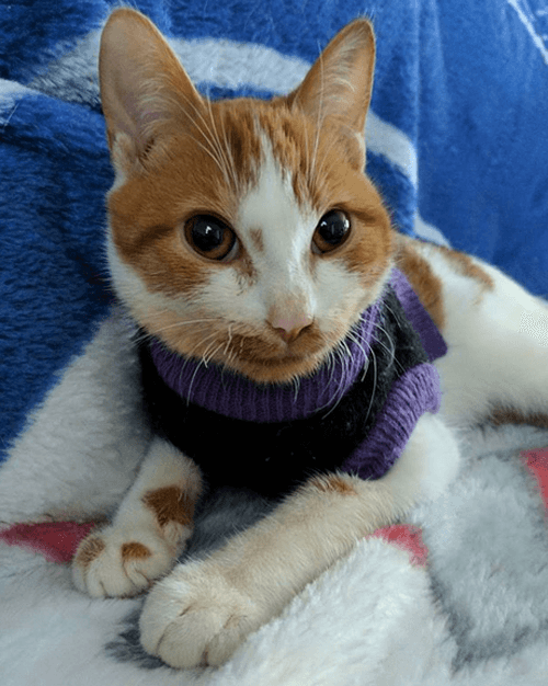 ronan