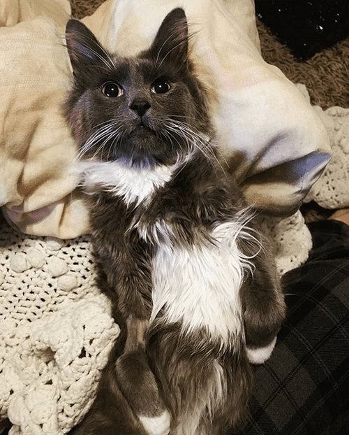 sybil