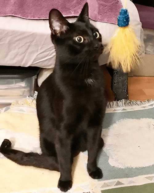 sammy