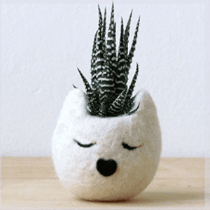 catplanter