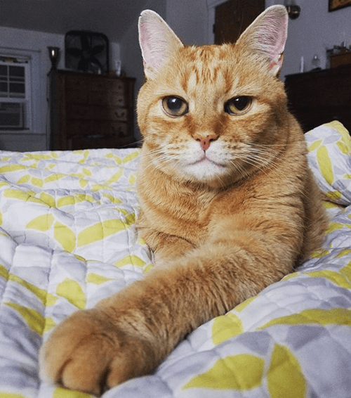 darwin